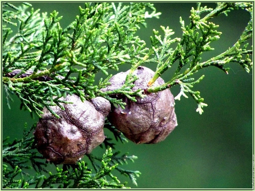 Soigner naturellement les hémorroïdes externes - Echo Web Soigner naturellement les hémorroïdes externes - Echo Web