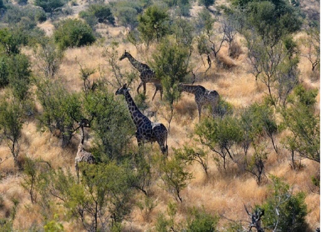 Explorer la réserve Daan Viljoen Game