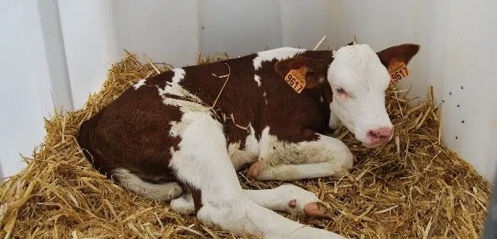 vache laitière