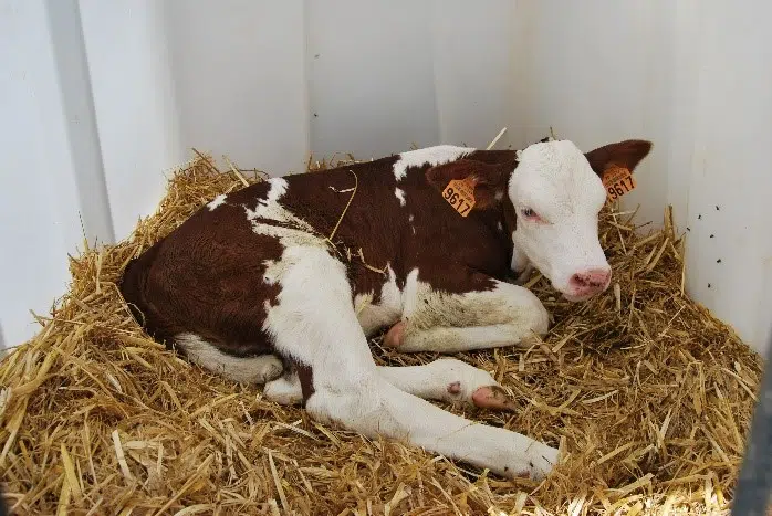 vache laitière
