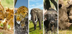 Big Five en image