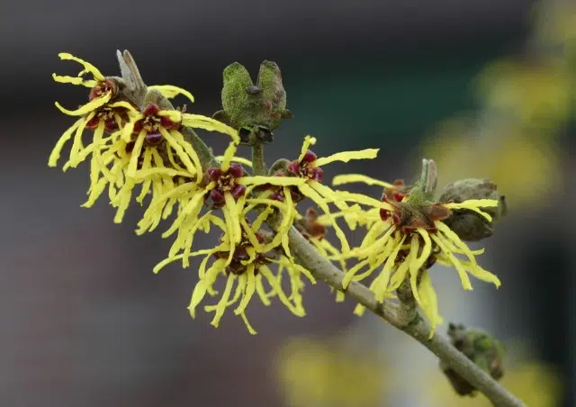 hamamelis