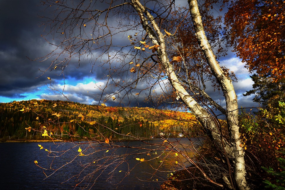 Sève de bouleau : votre draineur naturel - Echo Web Sève de bouleau : votre draineur naturel - Echo Web