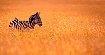 Safari en Tanzanie