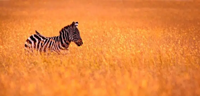 Safari en Tanzanie