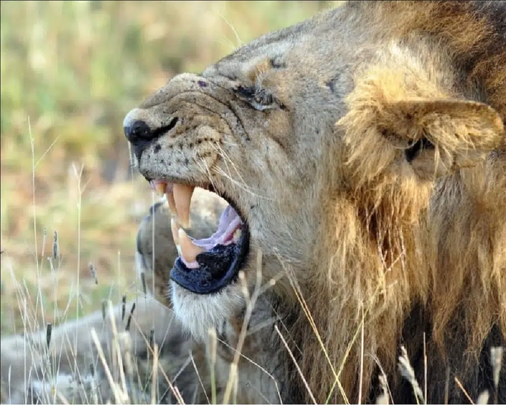 séjour Afrique du Sud
