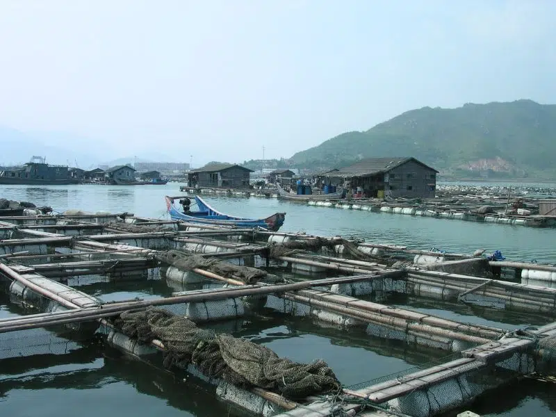 Aquaculture