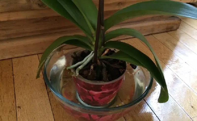 Comment sauver une orchidée