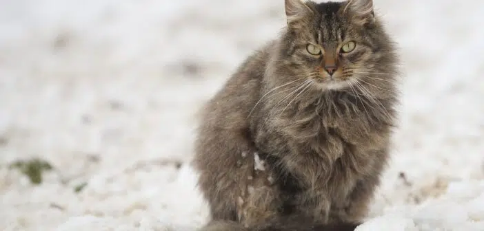 Gros chat exterieur