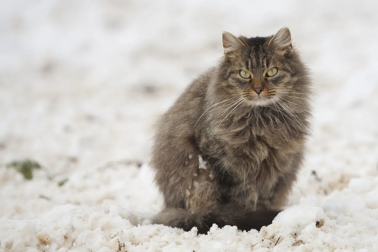 Gros chat exterieur