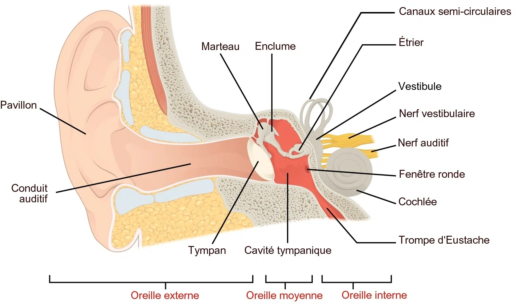 Le schéma détaillé de l'oreille humaine