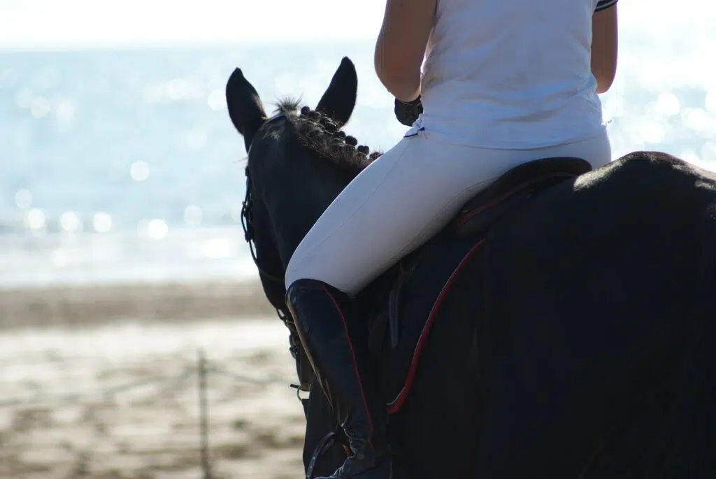 pantalon equitation blanc