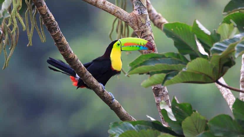 Toucan Costa Rica