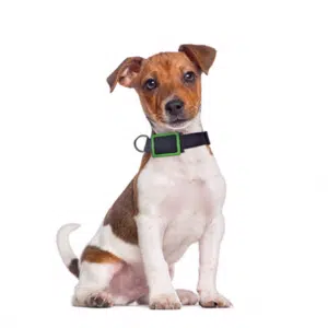 Weenect-pets-balise-gps-chien