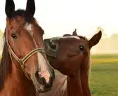 Comment estimer le poids de son cheval ?
