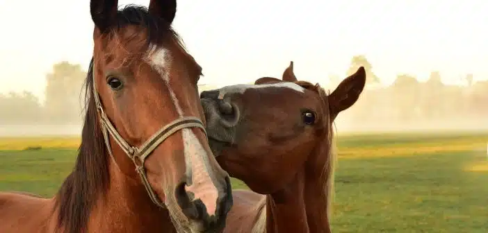 Comment estimer le poids de son cheval ?