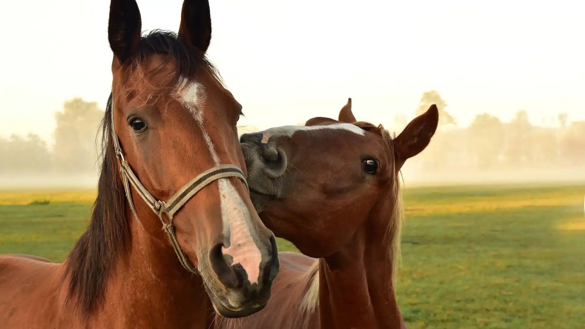 Comment estimer le poids de son cheval ?