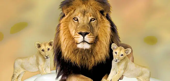 Un lion et deux lionceaux