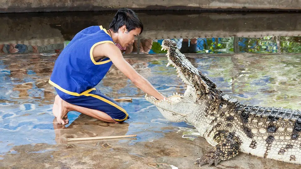 Huile de crocodile