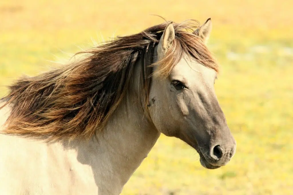 mustang