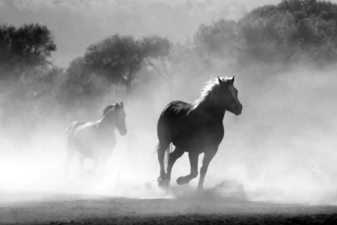 mustang