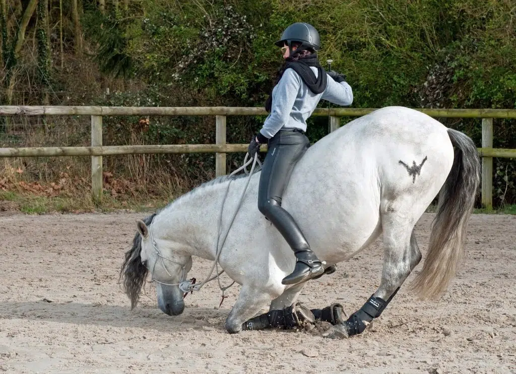 importance du grip sur le pantalon equitation pour le dressage