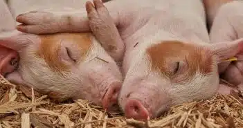 Quelle alimentation privilégier pour votre élevage porcin ?
