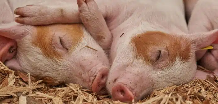 Quelle alimentation privilégier pour votre élevage porcin ?