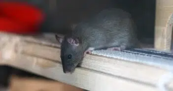 rat maison