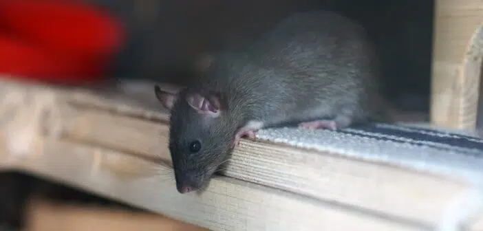 rat maison