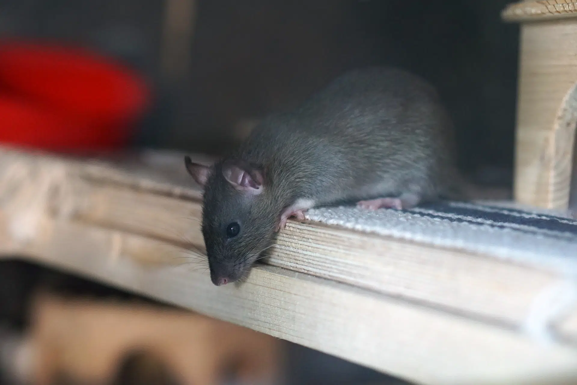 rat maison