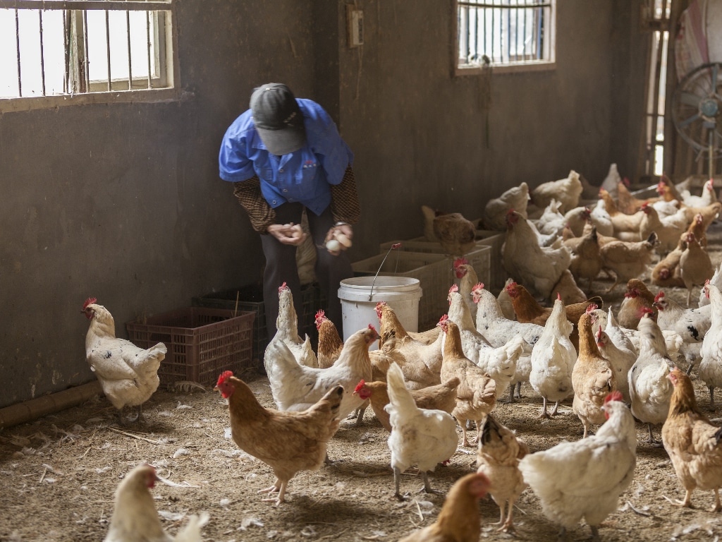 élevage de poules pondeuses